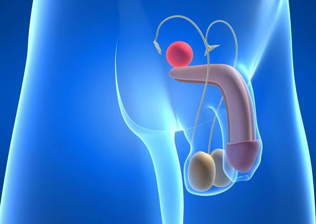The structure of the penis and methods of enlargement